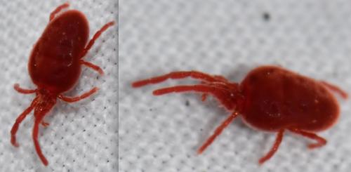 Réf. 318 368 : Allothrombium sp.